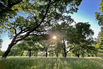 Floodplain forest, sunrise in summer, old oaks, solitary oaks, Middle Elbe Biosphere Reserve,