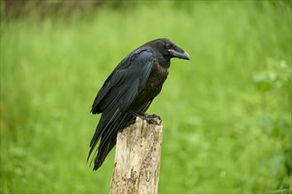 Common raven (Corvus corax), sitting on wooden pole, Bohemian Forest, Czech Republic, Europe