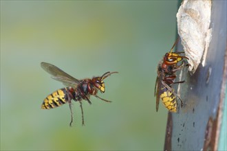 European hornets (Vespa crabro) approaching the nest in a bird nest box, in flight, highspeed