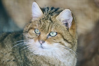 European wildcat (Felis silvestris), portrait, Wildpark Aurach Kitzbühel, Tirol, Austria, Europe