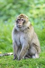 Barbary macaque (Macaca sylvanus), Occurrence in Morocco, captive, Rhineland-Palatinate, Germany,