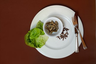 Spiced crickets and grasshoppers as snack on plate, insect snack