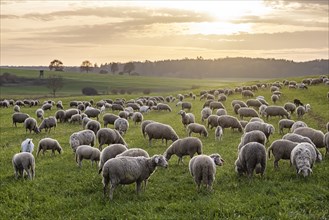 Flock of sheep, Landscape on the Swabian Alb with sheep in the evening, Nerenstetten,