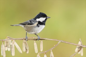 Coal tit (Periparus ater) wildlife, sitting on a branch of the common hazel (Corylus avellana),