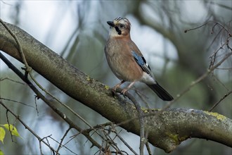 Eurasian jay (Garrulus glandarius), animal portrait, wildlife, Germany, Europe