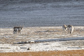 Four svalbard reindeers (Rangifer tarandus platyrhynchus), tundra, autumn, Kapp Wijk, Svalbard,