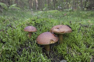 Bay bolete (Xerocomus badius) in autumn forest, Germany, Europe