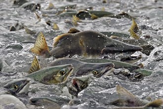 Pink salmons (Oncorhynchus gorbuscha) swim densely packed upstream on their way to spawning