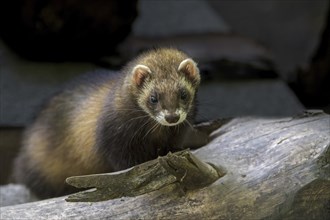 European polecat (Mustela putorius) foraging on firewood pile in garden of house