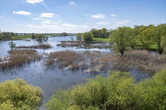 Elbe meadows, floodplain landscape, UNESCO Biosphere Reserve River Landscape ELBE,