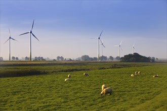 Sheep in the marshland with wind turbines, Pilsum, Krummhörn, East Frisia, Lower Saxony, North Sea,