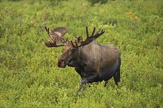 Bull elk (Alces alces) walking through the tundra, Denali National Park