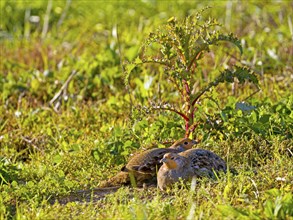 Gray partridges (Perdix perdix), taking a dust bath on a fallow land, Solms, Hesse, Germany, Europe