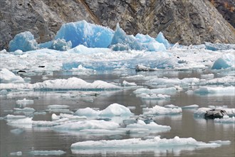 Ice of a glacier calving into the sea shimmers bluish, seals lie on pieces of ice, Tracy Arm Fiord,