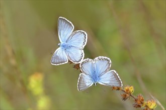 Chalkhill blues (Lysandra coridon) Other animals, Insects, Butterflies, Animals, Bad Neustadt an