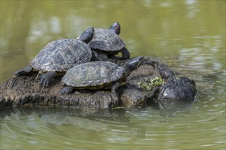 Red-eared terrapins (Trachemys scripta elegans) and yellow-bellied sliders basking in the sun on