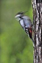 Great Spotted Woodpecker (Dendrocopos major), Greater Spotted Woodpecker male drumming on tree