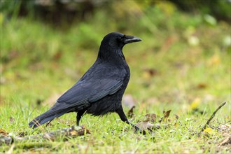 Carrion crow (Corvus corone) in a meadow, wildlife, Germany, Europe