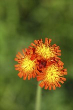 Fox-and-cubs (Hieracium aurantiacum), several flowers on a stem in a rough meadow, Wilnsdorf, North