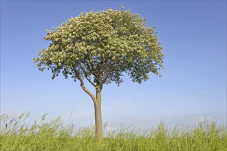 Deciduous tree, rowan (Sorbus aria), solitary tree in bloom, blue sky, North Rhine-Westphalia,