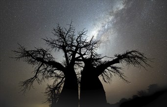 Silhouette of a baobab tree with starry sky and Milky Way, african baobab (Adansonia digitata),