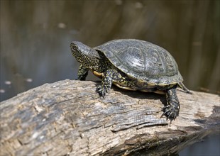 European pond turtle (Emys orbicularis), on a tree trunk, Germany, Europe