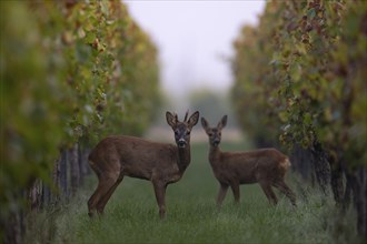 European roe deer (Capreolus capreolus) with fawn in autumn leaves, Wittlich, Rhineland-Palatinate,