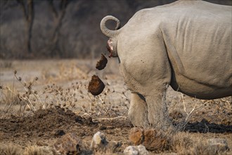 Shitting Rhino, Animal Dung, Funny, Khama Rhino Sanctuary, Botswana, Africa