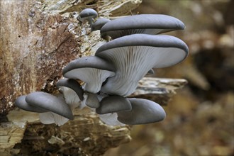 Oyster mushroom (Pleurotus ostreatus), Oyster bracket fungus growing on tree trunk in forest