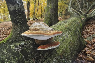 Tinder bracket fungus, Hoof fungus, Tinder polypore (Fomes fomentarius), Horse's hoof on fallen