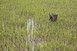 Tibetan woman working in rice paddy field with large basket on her back in the lowlands of the