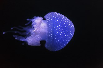 Australian spotted jellyfish (Phyllorhiza punctata) in the Aquarium, Oceanario de Lisboa, Marine