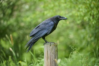 Common raven (Corvus corax), sitting on wooden pole, Bohemian Forest, Czech Republic, Europe