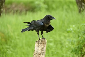 Common raven (Corvus corax), sitting on wooden pole and shaking, Bohemian Forest, Czech Republic,