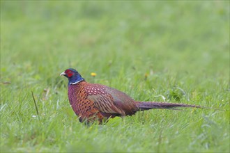 Pheasant (Phasianus colchicus), hunting pheasant, adult male bird in a meadow, Lembruch, Ochsen