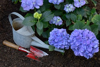 Flowering blue hydrangea (Hydrangea macrophylla) with garden tools