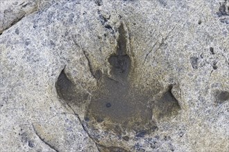 Ornithopod footprint in sandstone at the Lower Cretaceous dinosaur tracksite at Boltodden,