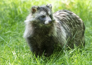 Raccoon dog (Nyctereutes procyonoides) standing in a meadow, captive, Hesse, Germany, Europe