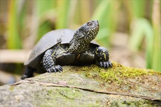 European pond turtle (Emys orbicularis) on a rock, Bavaria, Germany, Europe