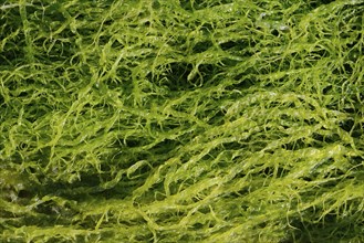 Intestinal kelp (Enteromorpha), Brittany, France, Europe