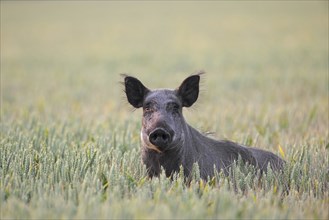 Solitary wild boar (Sus scrofa) sow, female foraging in wheat field, cornfield in summer