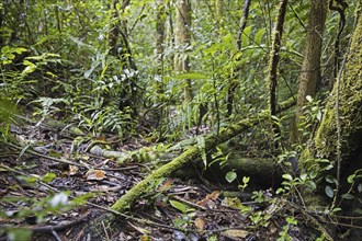 Lush vegetation in tropical rainforest of the Ranomafana National Park, Haute Matsiatra,