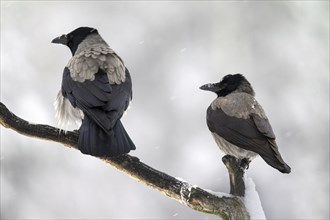 Two hooded crows (Corvus cornix), hoodies perched on branch in winter during snowfall