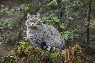 European wildcat (Felis silvestris silvestris), wild cat sitting on tree stump in forest