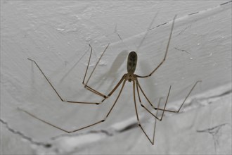 Cellar spider, daddy longlegs (Pholcus phalangioides) in house, Belgium, Europe