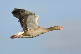 Greylag goose (Anser anser), in flight, Gunzenhausen, Altmühlsee, Franconian Lake District,