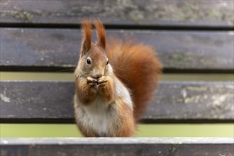 Eurasian red squirrel (Sciurus vulgaris) on a park bench, wildlife, Germany, Europe