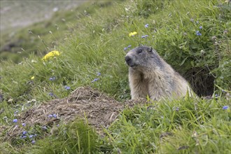 Alpine marmot (Marmota marmota) sitting in entrance of freshly dug out burrow in summer