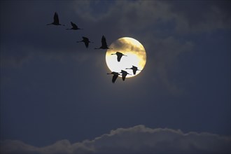 Crane (Grus grus) in flight, autumnal crane migration at full moon, Mecklenburg-Western Pomerania,