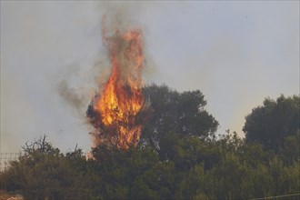 Fire, burning tree, metre-high flames, Falassarna, west coast, Crete, Greece, Europe